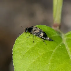 Eye-spotted Tumbling Flower Beetle thumbnail 2