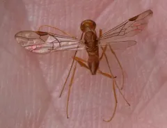 Aulacus burquei thumbnail 4