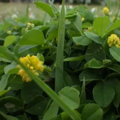 hop trefoil thumbnail 2