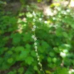 Smallflower Miterwort thumbnail 4