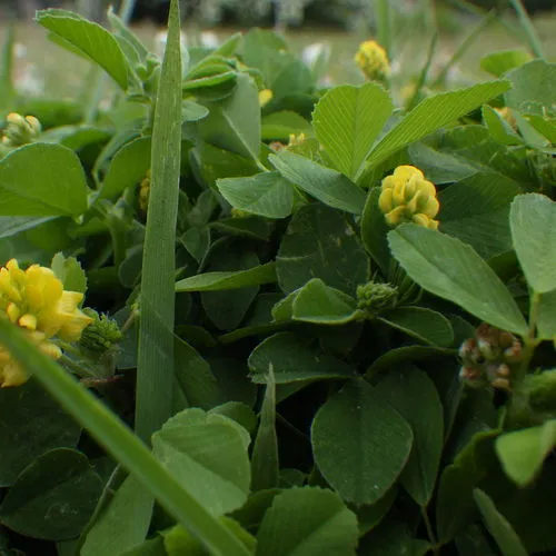 Black Medick