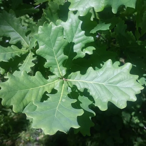 English oak