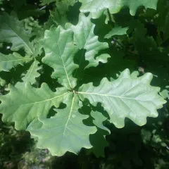 English oak thumbnail 1