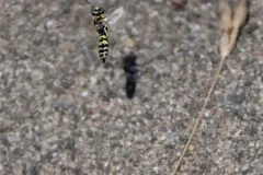 Philanthus pacificus thumbnail 3