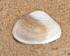 Arctic Surfclam thumbnail 2
