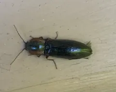 Acteniceromorphus vulneratus thumbnail 2