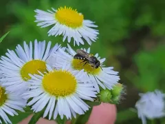 Spot-sided Dark Bee thumbnail 3
