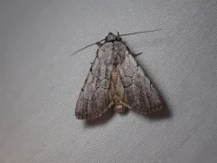 Sympistis semicollaris thumbnail 2