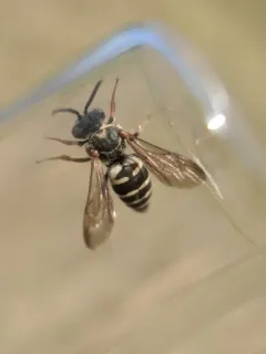 Canadian Cellophane-cuckoo Bee thumbnail 3