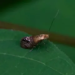 Ridings' Fairy Moth thumbnail 2