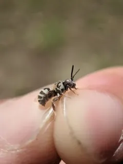Least Cellophane-cuckoo Bee thumbnail 3