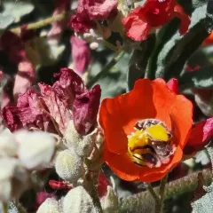 Globe Mallow Bee thumbnail 2