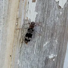 Rustic Borer thumbnail 3
