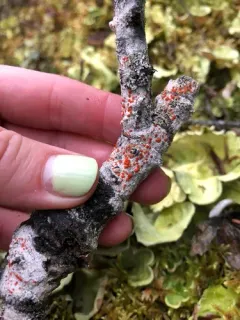 Northern Crimson Dot Lichen thumbnail 3
