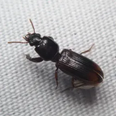 Greater Tail-light Carabid thumbnail 3