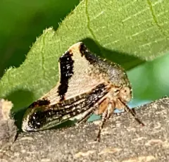 Telamona excelsa thumbnail 2