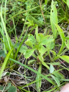 Gnorimoschema salinaris thumbnail 3