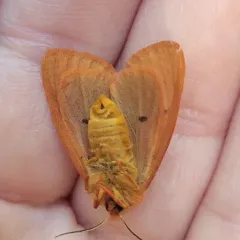 Wandering Tiger Moth thumbnail 2