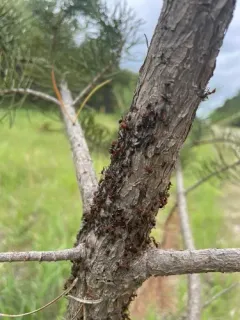 Formica prociliata thumbnail 1