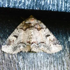 Brown-spotted Zale Moth thumbnail 3