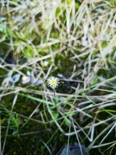 Tall Bitter Fleabane thumbnail 2