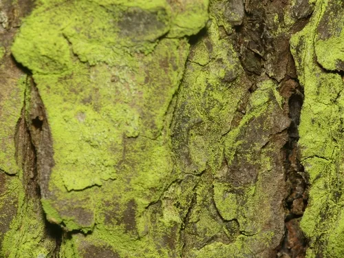 Conifer Gold-Dust