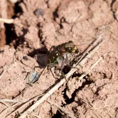 Common Claybank Tiger Beetle thumbnail 3