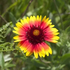 great blanketflower thumbnail 4