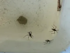 Broad-shouldered Water Strider thumbnail 2