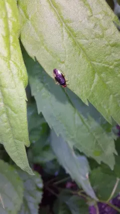 Tropidosteptes tricolor thumbnail 1