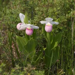 showy lady's slipper thumbnail 4