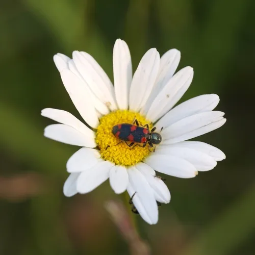 oxeye daisy
