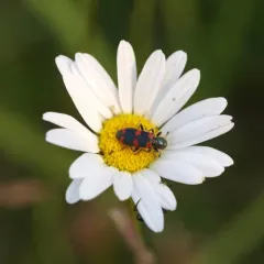 oxeye daisy thumbnail 1