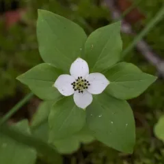 Canadian bunchberry thumbnail 5