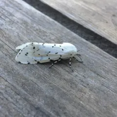 Salt Marsh Moth thumbnail 4