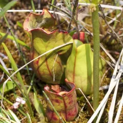 purple pitcher plant thumbnail 3