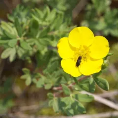 shrubby cinquefoil thumbnail 5