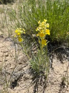 Brenda's Yellow Cryptantha thumbnail 2