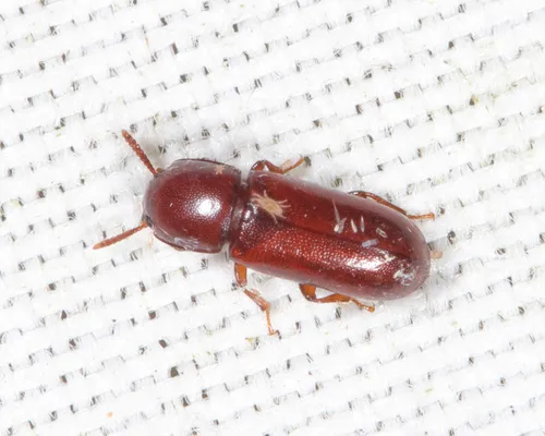 Corticeus parallelus