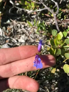 Short Stalk Penstemon thumbnail 4