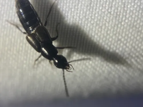 Philonthus vulgatus