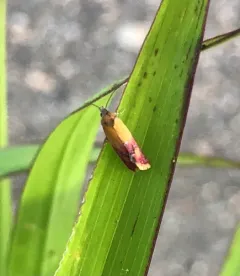 Primrose Cochylid Moth thumbnail 4