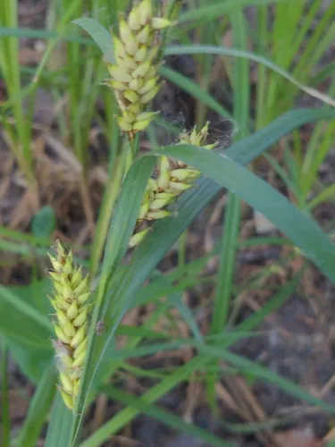 Shoreline Sedge