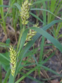 Shoreline Sedge thumbnail 1