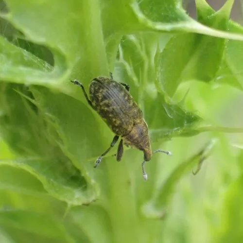 Canada Thistle Bud Weevil