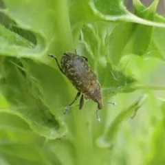 Canada Thistle Bud Weevil thumbnail 1