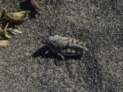 Rehn's Dune Grasshopper thumbnail 2