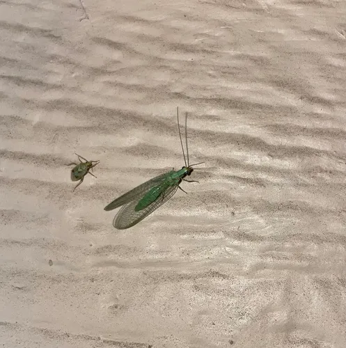 Chrysopa coloradensis