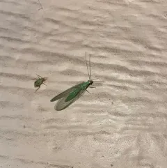 Chrysopa coloradensis thumbnail 1