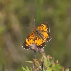 Harris's Checkerspot thumbnail 2